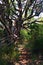 Old juniper by the trail in the relict forest