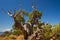 Old juniper tree in New Mexico desert