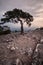 Old juniper tree on rocky coast of Black sea