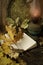 Old kerosene lamp and tray ,open notebook and yellow oak leaves on a wooden table in rustic style