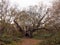 old knobbley full frontal view old famous landmark oak tree fore