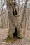 Old knotted tree with three holes resembling a face