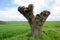 Old knotted willow tree trunk after coppicing, green field and cloudy sky in Mecklenburg-Western Pomerania, Germany, copy space