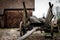 Old ladder car on the yard in a farm yard. Wooden cart with wood