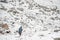 Old lady and animals grazing in areas of high Karakoram Mountains