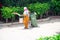 Old lady in saree and mask cleaning pavements sidewalks and streets with a wooden broom and putting garbage into a green