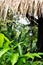 Old lamp under leaves roof with tropical forest