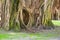 Old large banyan trees in St. Petersbur Florida