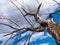 An old large dead tree stretches its branches as if it were as if with a plea to a bright blue sky through which white fluffy clou