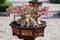 Old large Desert Rose Bonsai tree in pot