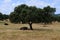 An old and large holm oak provides acorns for food for a cow and her calf