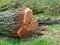 Old large log, big restricted tree was cutting by human in the pass in park