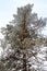 Old large pine tree on white background