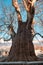 Old large plane tree lit by sunlight