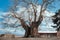 Old large plane tree lit by sunlight