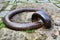 Old large rusty metal ring for mooring boats in the river