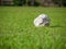 Old leak football/soccer ball abandoned on green grass field. Concept of sadness, hopeless and loneliness