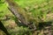 Old leaning tree overgrown with moss in a suburban forest