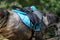 Old leather saddle with stirrups for show jumping race