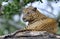 Old Leopard male with scars on the face lies on the rock.