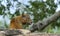 Old Leopard male with scars on the face lies on the rock.