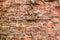 Old light broken Bricks Wall Pattern decoration texture loft interior or exterior