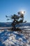 An old limber pine growing on a rocky outcrop in southern Alberta, Canada