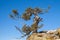 An old limber pine growing on a rocky outcrop in southern Alberta, Canada