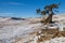 An old limber pine growing on a rocky outcrop in southern Alberta, Canada