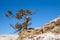 An old limber pine growing on a rocky outcrop in southern Alberta, Canada