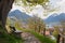 The old lime tree at weinberg hill, schliersee in spring