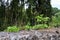 Old limestone wall grown with plants