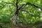 Old linden tree in the evening. Forest in summer