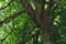 Old linden tree trunk covered with moss. Huge foliage covers the sun and forms a shade