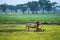 Old lion in front of a carcass of wildebeest in the savannah of