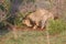 Old lion male hunting for food in nature