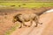 Old lion walking in the savannah of Amboseli