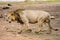 Old lion walking in the savannah of Amboseli Park