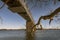 The Old Little Belt Bridge and tree