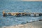 Old little sea pier for boats with many seagulls, coastline background