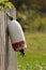 Old lobster buoy hanging on a fence