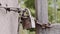 Old lock on a rusty chain. A man`s hand yanks him to make sure it`s closed