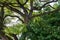 Old locust tree branches near Olt river in Transylvania