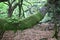 Old lodgepole branch of beech tree covered with moss