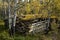 Old log cabin and golden aspens in the forest, near Haines Junction