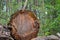 Old logs felled large trees, forgotten in the woods