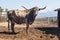 Old Longhorn bull in paddock