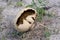 Old Lycoperdon pratense