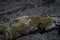 Old Lying Tree in the Forest Covered with  Green Moss. Beautiful