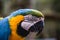 Old Macaw-canindÃ©, with yellow and blue bellies, who suffered abuse in captivity. Wounded bird, animal trafficking